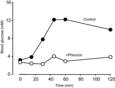 Fig. 46.2, Typical OGTTs in mice. In these experiments, 2 g of glucose/kg body weight was introduced into the stomach of a fasting wild-type mouse in the presence and absence of phlorizin (1 g/kg). Blood glucose levels were then monitored for 2 h.