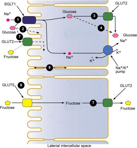 Fig. 46.3, Model for glucose and fructose absorption across intestinal epithelium. The possible routes of sugar absorption across the enterocytes lining the upper third of the intestinal villi. Glucose (and galactose) enter the epithelium across the brush border membrane by SGLT1 (#1), diffusion across the plasma membrane (#2), and if expressed in the brush border membrane GLUT2 (#7). Fructose is taken up into the epithelium by GLUT5 (#7), and GLUT2 (#7) if this transporter is expressed in the brush border membrane. All the sugars may then escape from the cell into plasma across the basolateral membrane by GLUT2 (#3) and diffusion across the plasma membrane (#4). Finally, sugars may bypass the cells and permeate across an extracellular path through the tight junctions and tri-cellular junctions (#8), but there is no direct evidence as to the significance of this pathway.