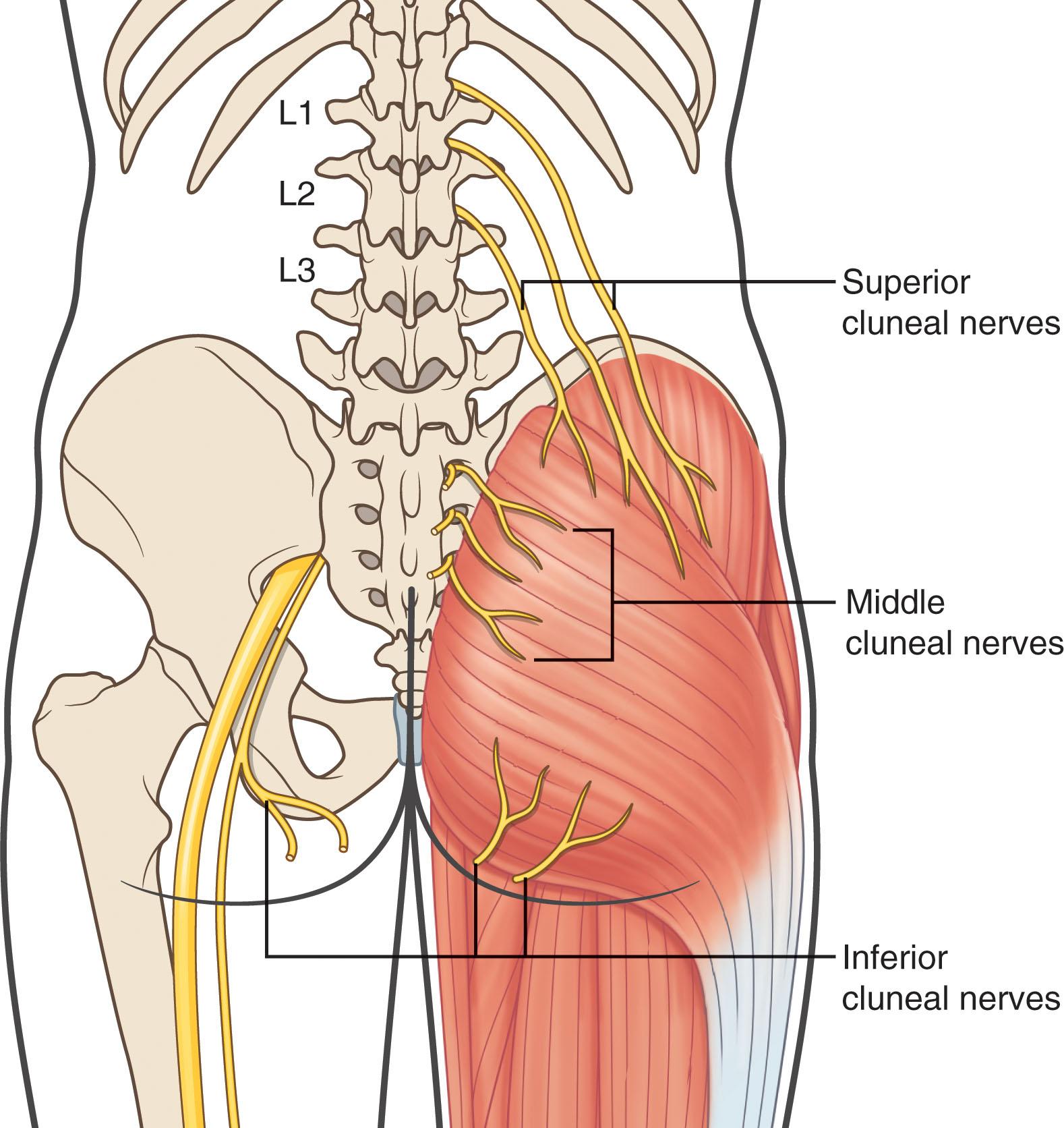 Figure 19.3, Superior, middle, and inferior cluneal nerves.