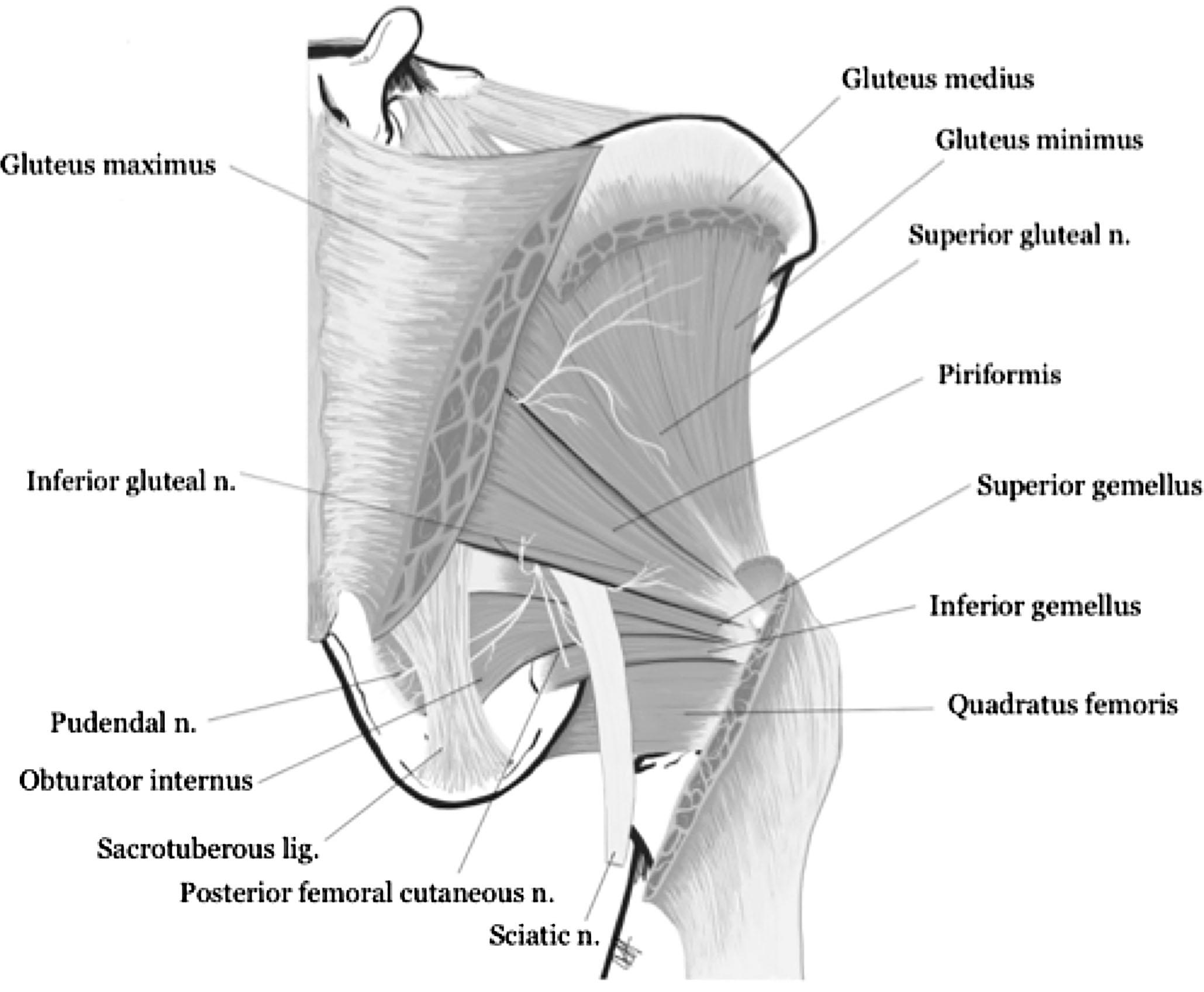 Figure 31.3, The superior gluteal nerve exits the greater sciatic foramen superior to the piriformis. It innervates the gluteus medius and minimus, as it lies between the two muscles. The gluteus minimus lies atop the external surface of the ilium. Log , Ligament; N , nerve.