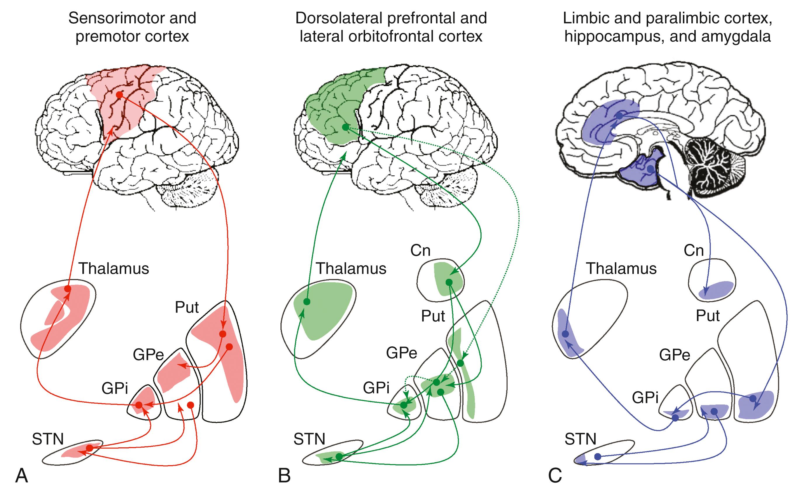 Figure 122.2, Schematic representation of motor (A), associative (B), and limbic (C) circuits of the cortical-striatal-pallidal-thalamic-cortical loops implicated in the pathophysiology of movement and psychiatric disorders. Cn, Caudate nucleus; GPe, globus pallidus externus; GPi, globus pallidus interna; Put, putamen; STN, subthalamic nucleus.