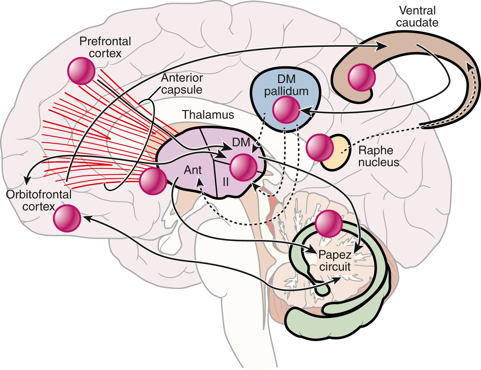 Figure 122.3, Schematic representation of neural circuits involved in the basic pathophysiology of obsessive-compulsive disorder.