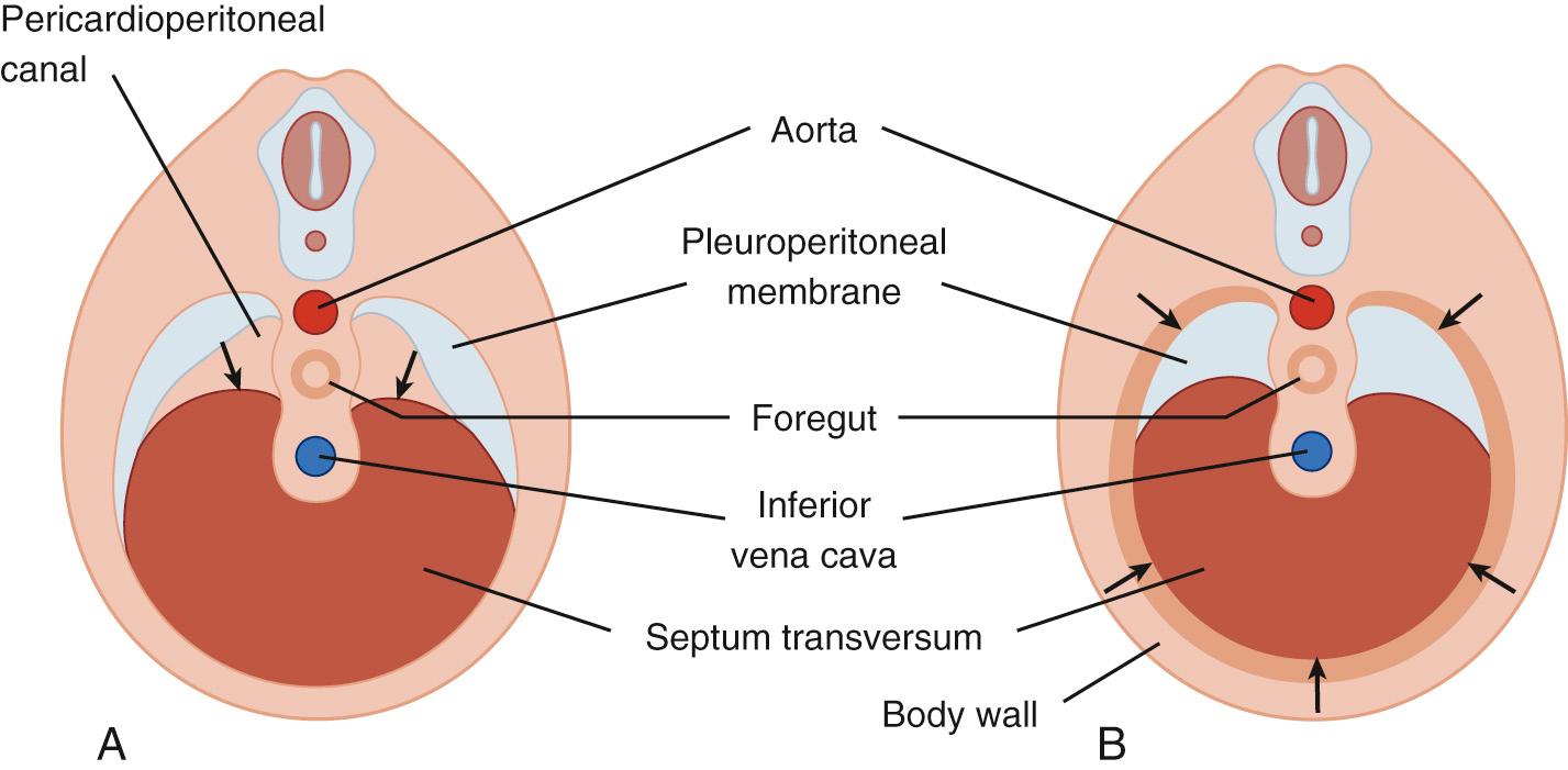 FIGURE 32-1, A and B, Transverse schematic of developing embryo during weeks 5 to 7. Bilateral pleuroperitoneal folds extend anteriorly to reach the posterior edge of the septum transversum, thus forming the posterior portions of the diaphragm. The septum transversum develops into most of the central tendon.
