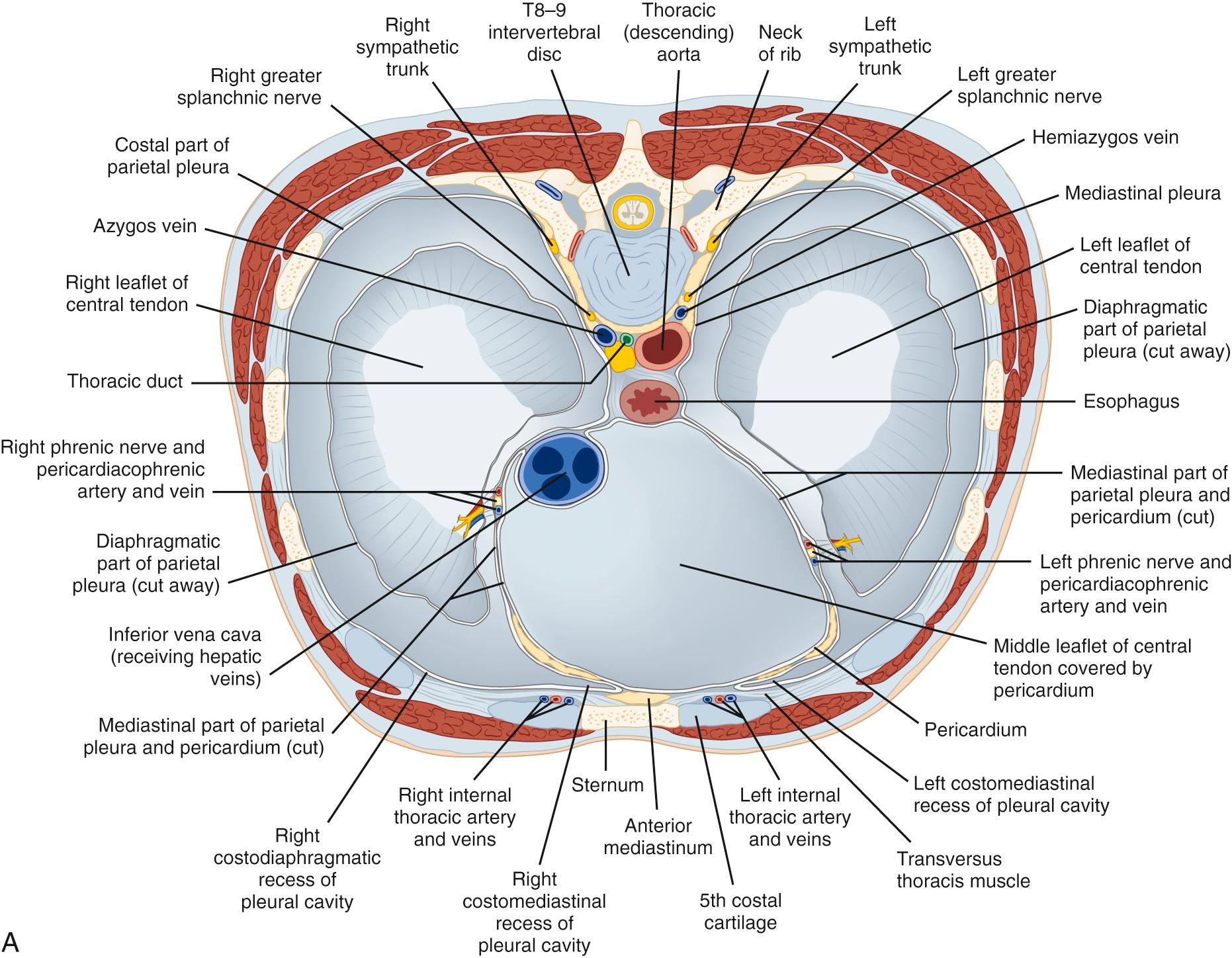 FIGURE 32-2, Superior (A) and inferior (B) views of the diaphragm, including phrenic nerve anatomy. The intradiaphragmatic course of the phrenic nerves is often difficult to visualize at the time of surgery. Familiarity with the nerve's path as it traverses the muscle is helpful in deciding where to make diaphragmatic incisions.