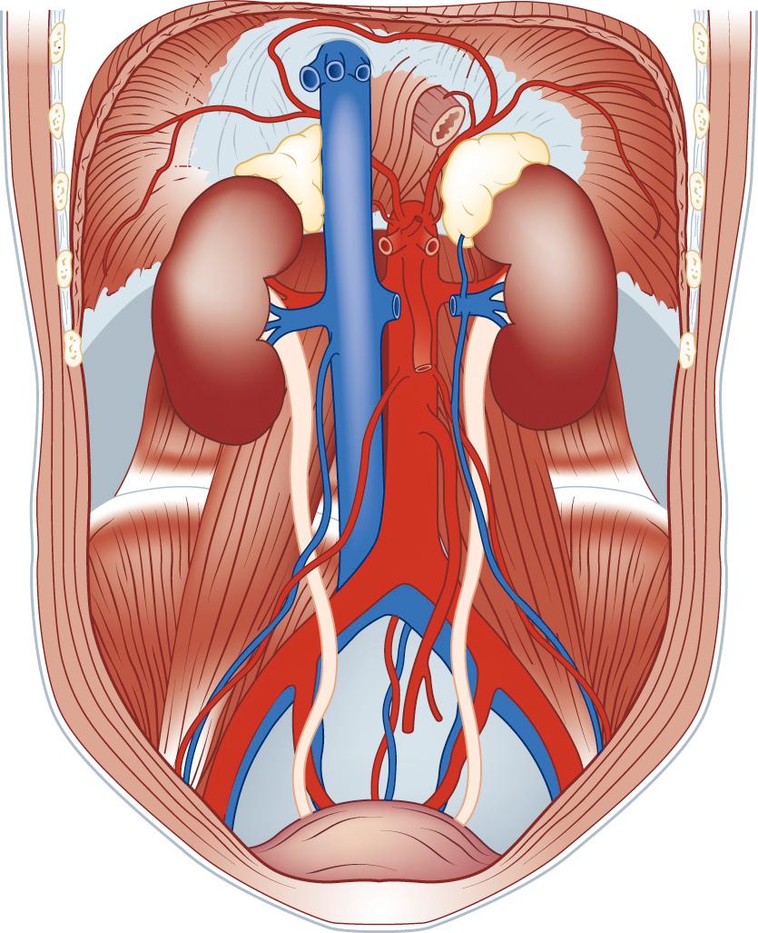 FIGURE 32-4, Arterial anatomy of the inferior diaphragmatic surface.