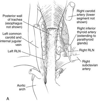 Fig. 36.3, A, Posterior view of recurrent laryngeal nerve course in the neck and upper chest. B, Side view of recurrent and superior laryngeal nerve innervation of the larynx.