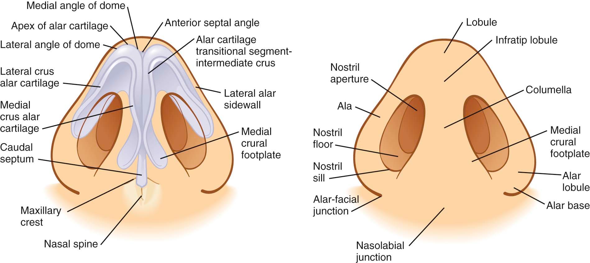 Figure 2-6, Nasal anatomy, base view.