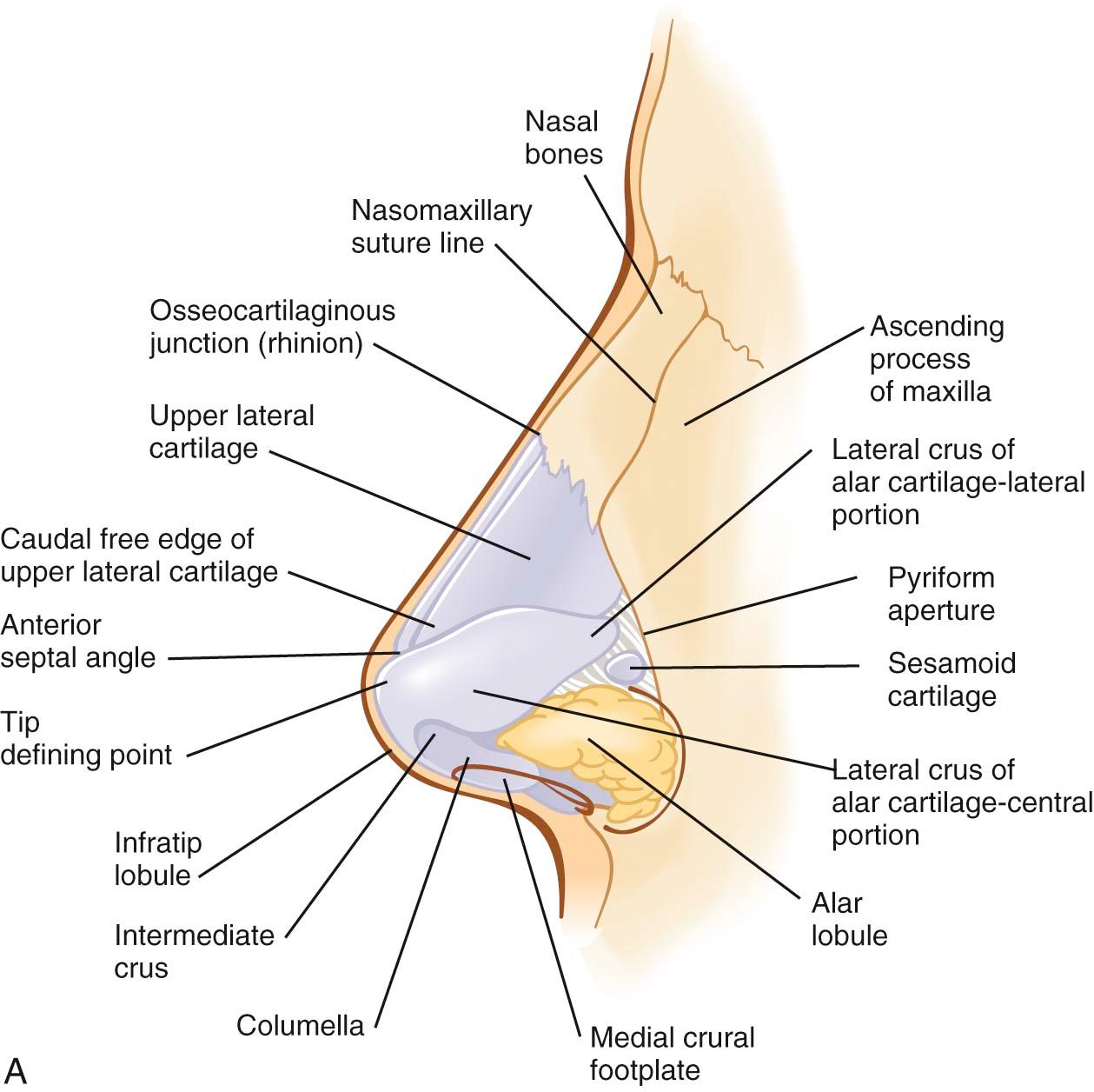 Figure 2-5, A, Nasal anatomy, lateral view. B, Nasal anatomy, oblique view. C, Nasal anatomy, midline.