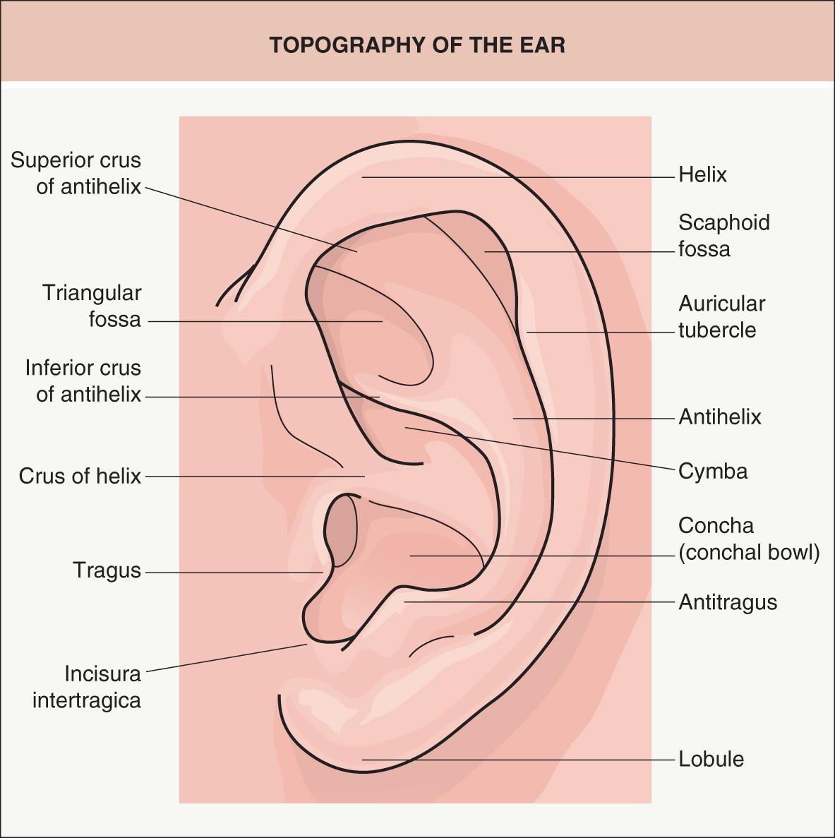 Fig. 142.13, Topography of the ear.