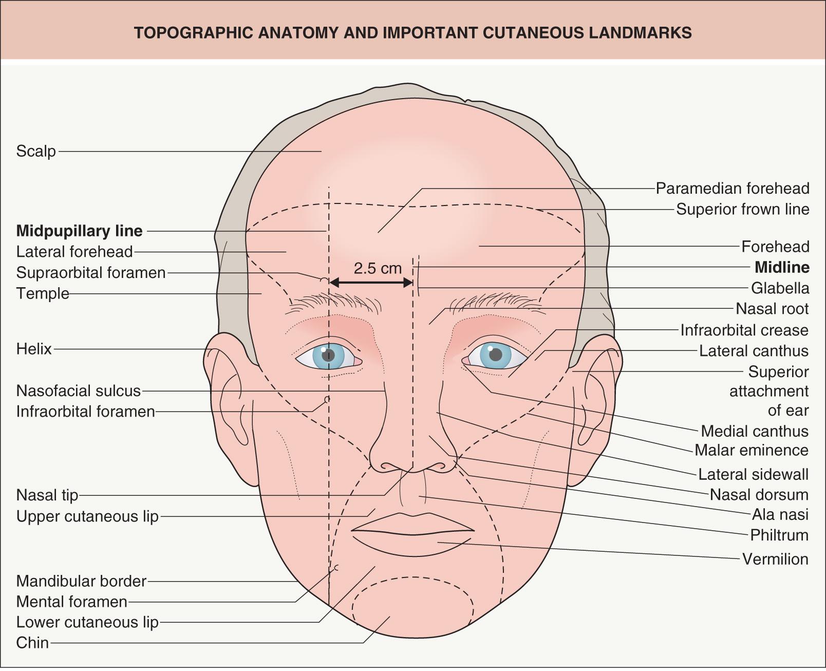 Fig. 142.2, Topographic anatomy and important cutaneous landmarks.