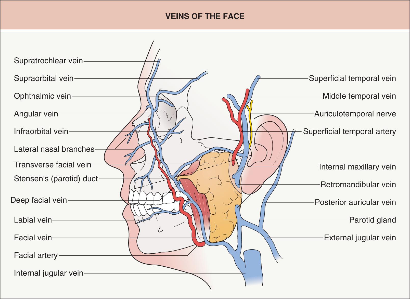 Fig. 142.3, Veins of the face.
