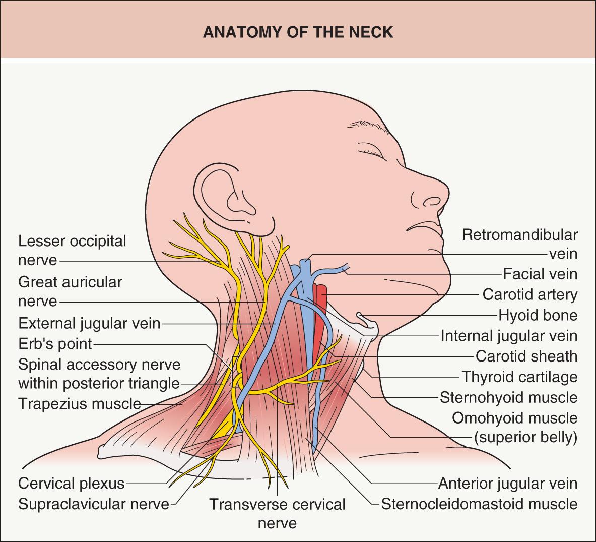 Fig. 142.4, Anatomy of the neck.