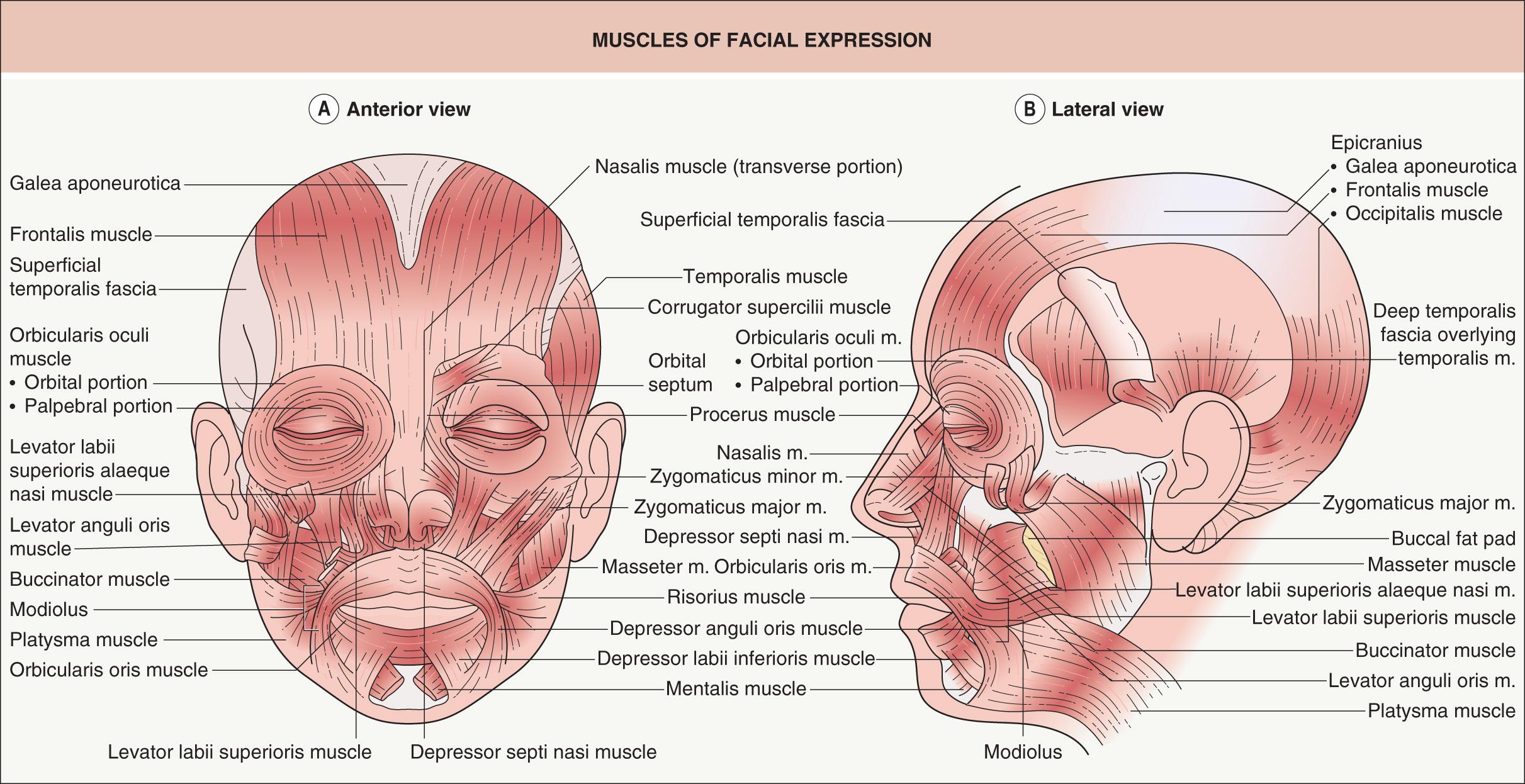 Fig. 142.7, Muscles of facial expression.