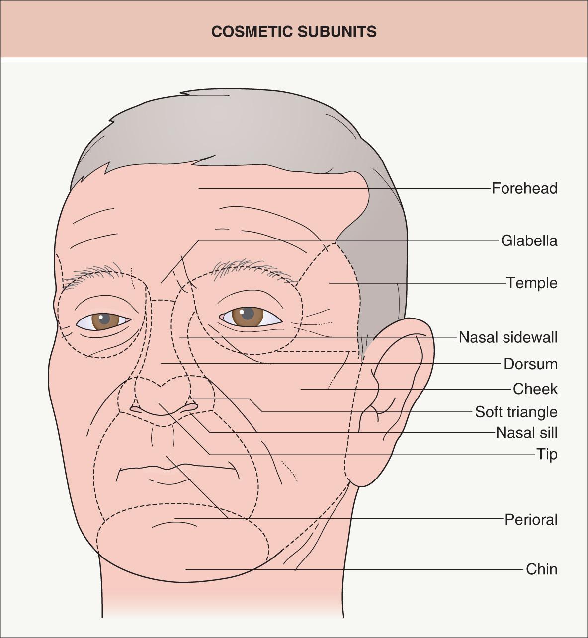 Fig. 142.8, Cosmetic subunits.