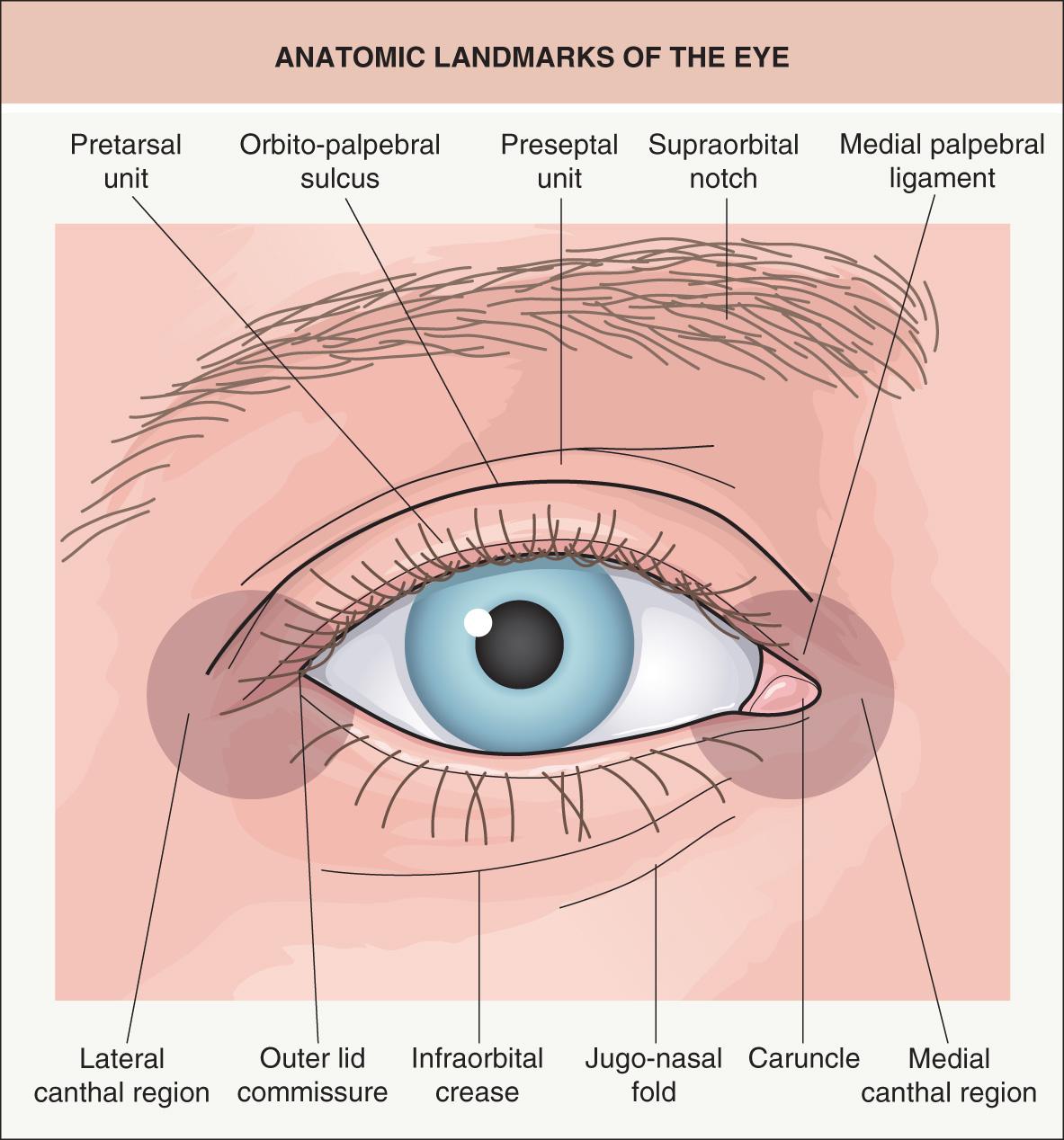 Fig. 142.9, Anatomic landmarks of the eye.