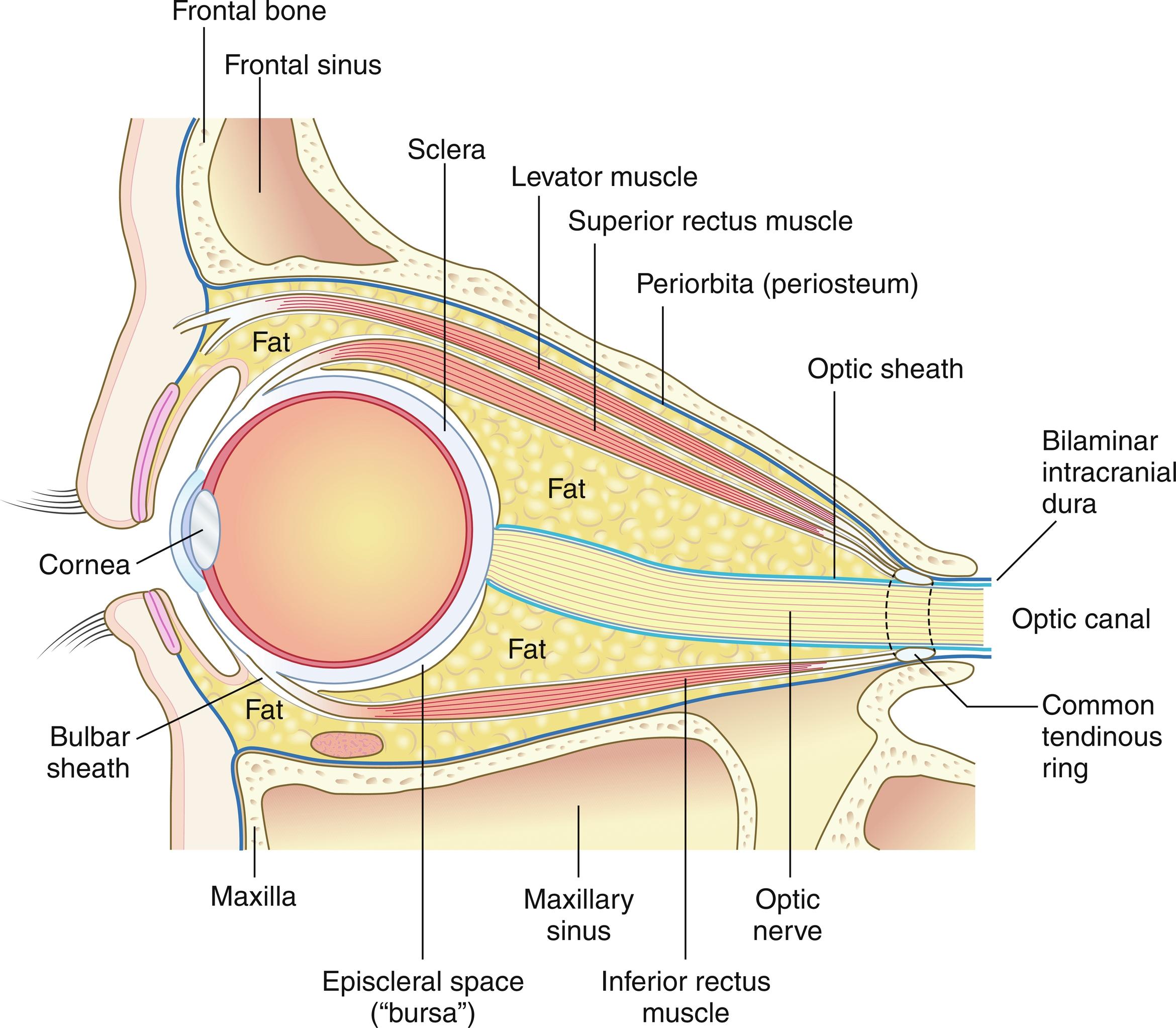 Fig. 4.3, Structures of the orbit. Periorbita: the periosteum that lines the orbital walls. Optic sheath: layer of the bilaminar intracranial dura around the optic nerve. Sclera: the tough whitish outer layer of the eyeball to which extraocular muscles attach. Episcleral space/bursa: outermost layer of sclera attached to Tenon’s capsule.