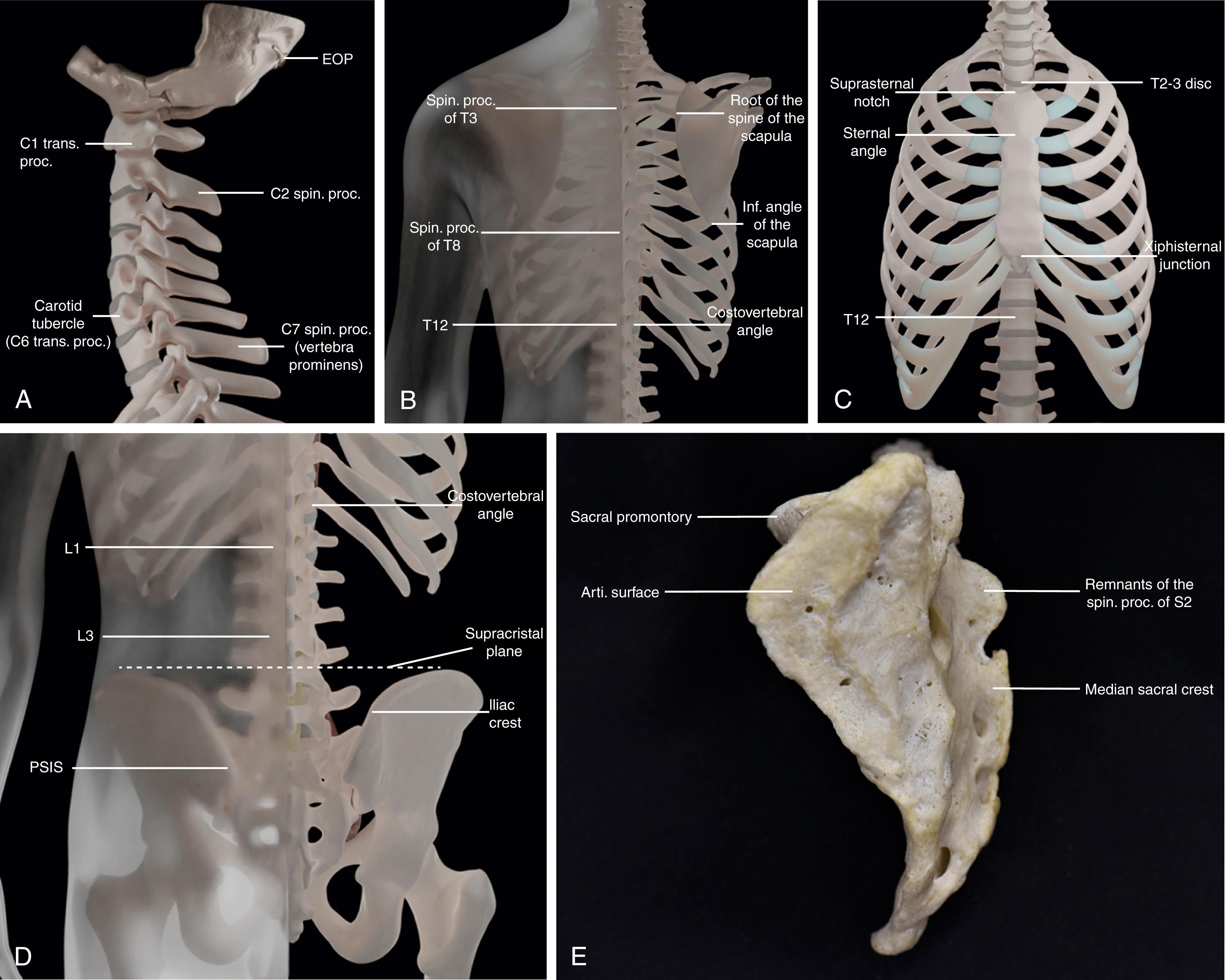 Figure 4.1, Body surface projection and palpable landmarks of the spine.