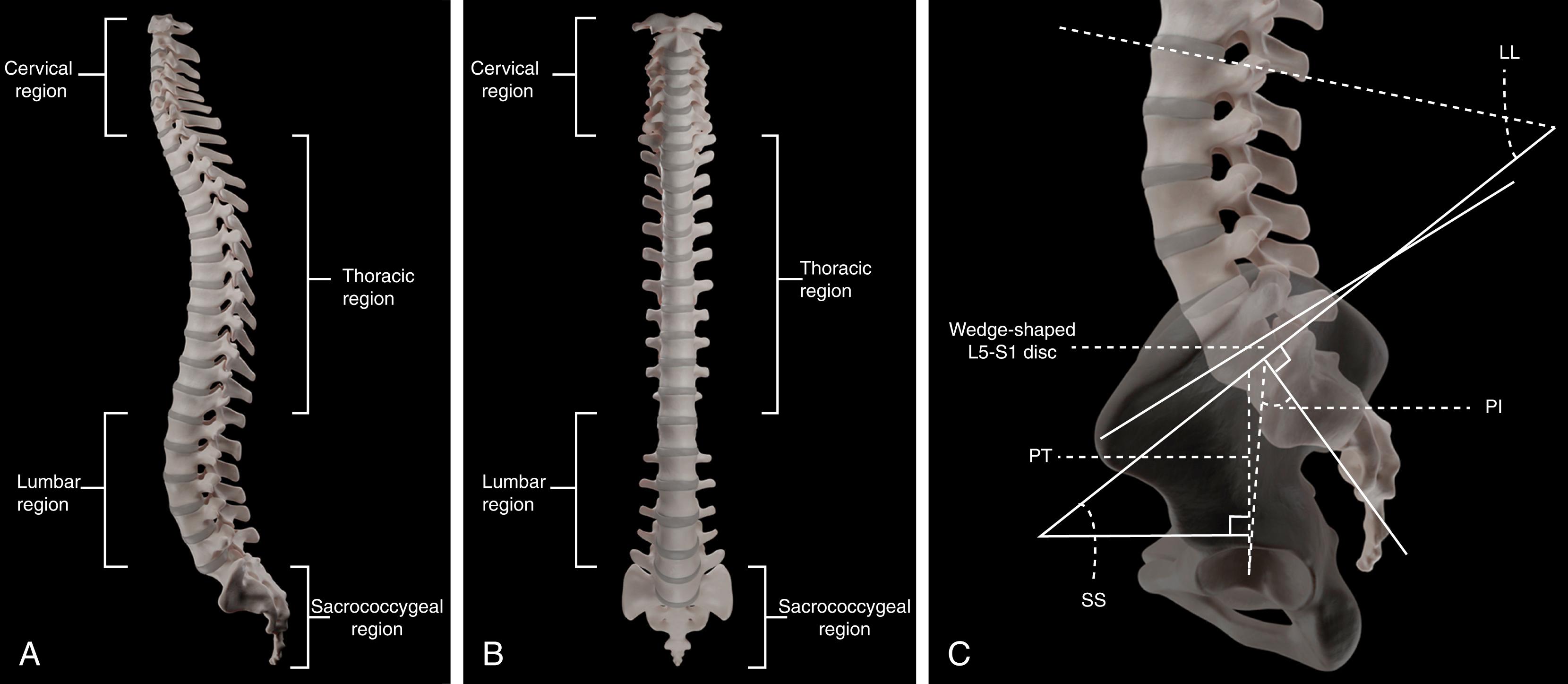 Figure 4.2, Sagittal and anterior view of the whole spine.