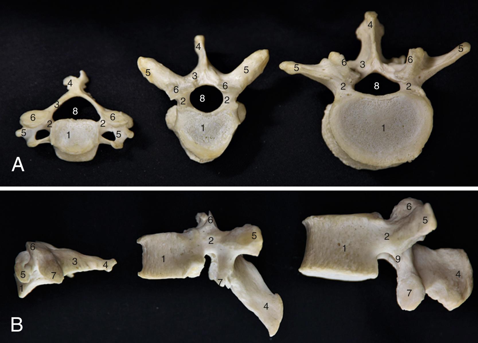 Figure 4.3, Morphology of the cervical, thoracic, and lumbar vertebra.