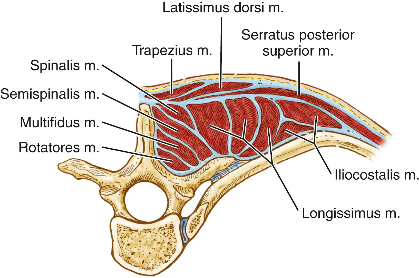 FIGURE 178.2, Cross-sectional anatomy of the deep or intrinsic muscle layer of the upper thoracic spine. m ., Muscle.