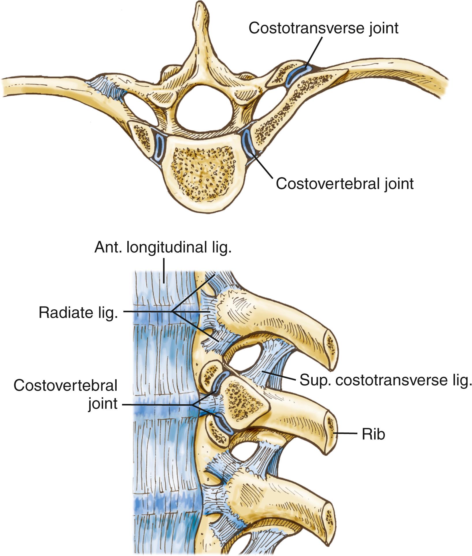 FIGURE 178.3, Relationship of each rib and rib head with the transverse process, vertebral bodies, and intervertebral disc. Note that each rib articulates not only with its own transverse process and vertebral body but also with the vertebral body immediately above it. Ant. , Anterior; lig. , ligament; Sup. , superior.