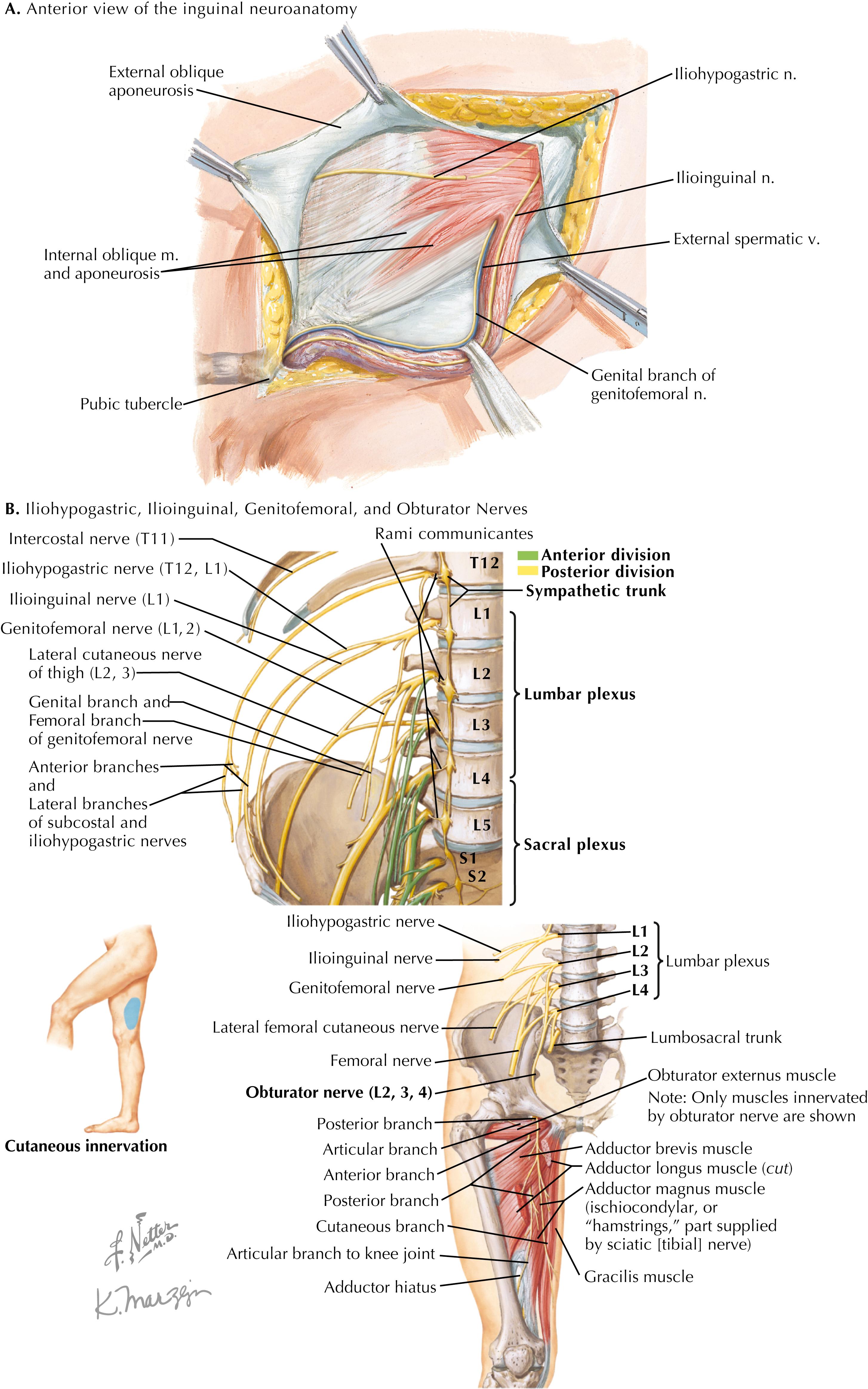 FIGURE 38.1, Inguinal neuroanatomy.