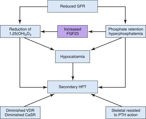 Fig. 61.3, Pathogenesis of secondary hyperparathyroidism (SHPT). GFR, glomerular filtration rate, FGF, fibroblast growth factor, HPT, hyperparathyroidism, VDR, vitamin D receptor, CaSR, calcium sensing receptor, PTH, parathyroid hormone.