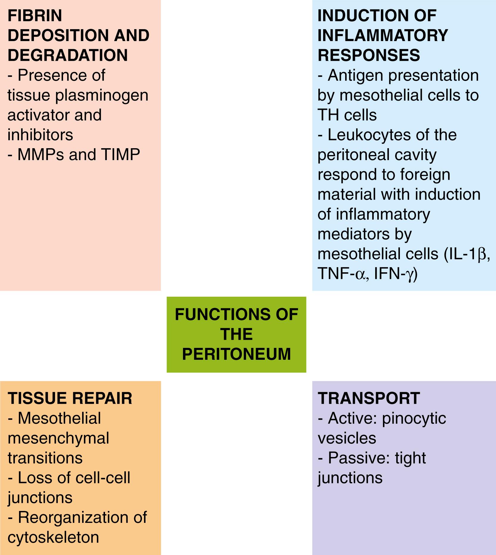 Fig. 39.3, Functions of the peritoneum. IFN-γ , interferon gamma; IL-1β , interleukin 1 beta; MMP , metalloproteinase; TH , T helper; TIMP , tissue inhibitor of metalloproteinase.