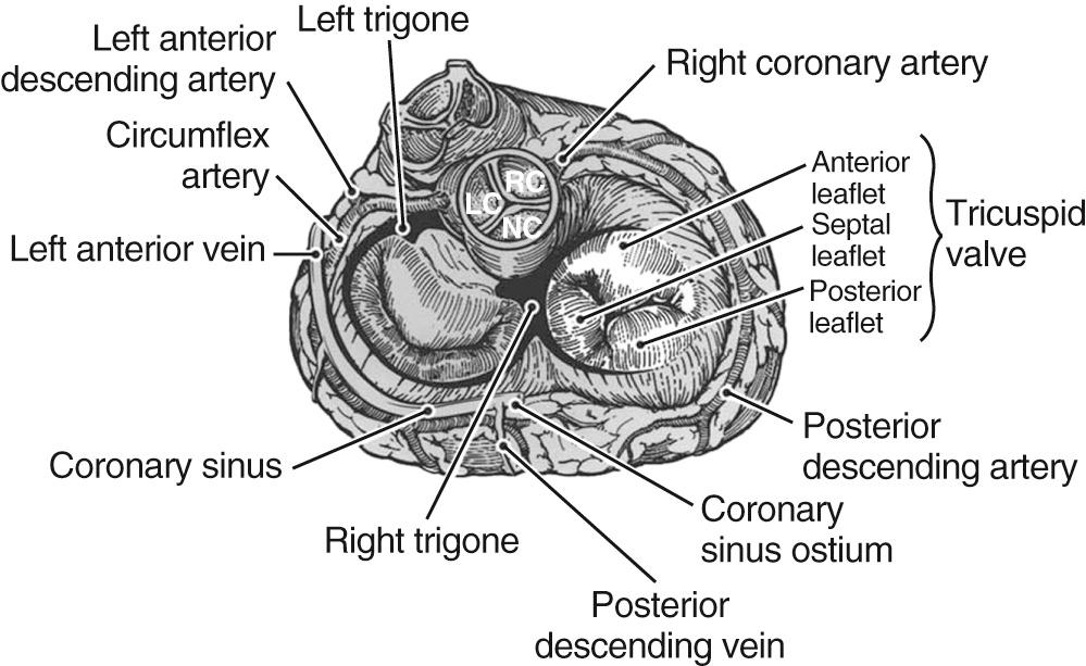 FIGURE 81-4, Base of the heart showing the anatomic relationships of the tricuspid valve.