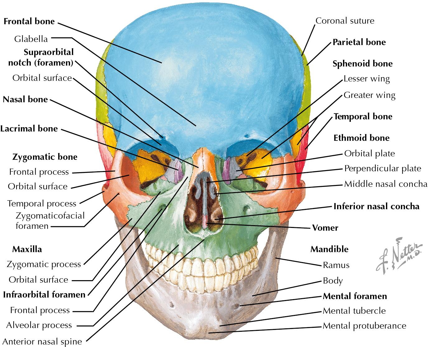 Fig. 10.1, Bones and foramen of the facial skeleton.