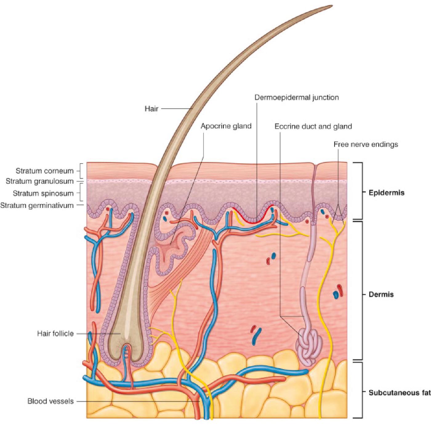 Fig. 10.2, Layers of the skin.