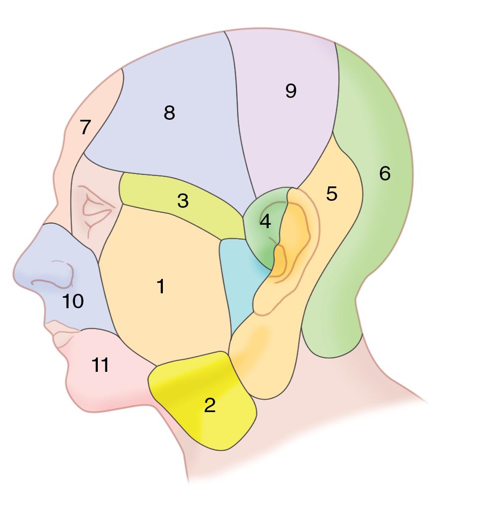 Fig. 10.5, The vascular cutaneous territories of the face and scalp.