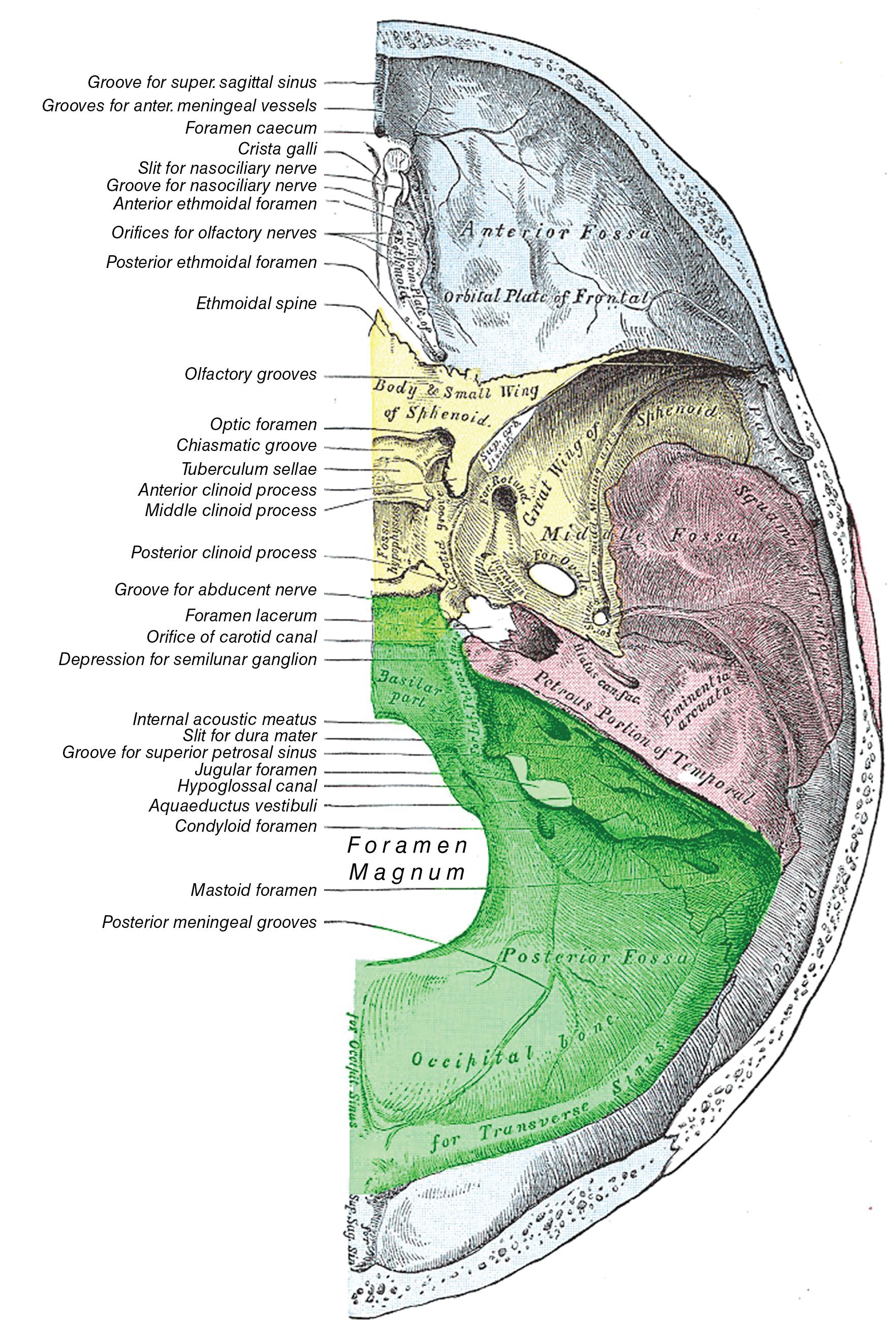 Fig. 8.1, Superior view of skull base demonstrating bony borders and foramina of the posterior fossa.