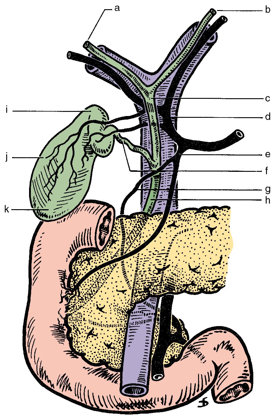 FIGURE 2.17, Anterior aspect of the biliary anatomy and of the head of the pancreas: right hepatic duct (a), left hepatic duct (b), common hepatic duct (c), hepatic artery (d), gastroduodenal artery (e, cystic duct (f), retroduodenal artery (g), common bile duct (h), neck of the gallbladder (i), body of the gallbladder (j), fundus of the gallbladder (k). Note particularly the position of the hepatic bile duct confluence anterior to the right branch of the portal vein, the posterior course of the cystic artery behind the common hepatic duct, and the relationship of the neck of the gallbladder to the right branch of the hepatic artery. Note also the relationship of the major vessels (portal vein, superior mesenteric vein, and superior mesenteric artery) to the head of the pancreas.