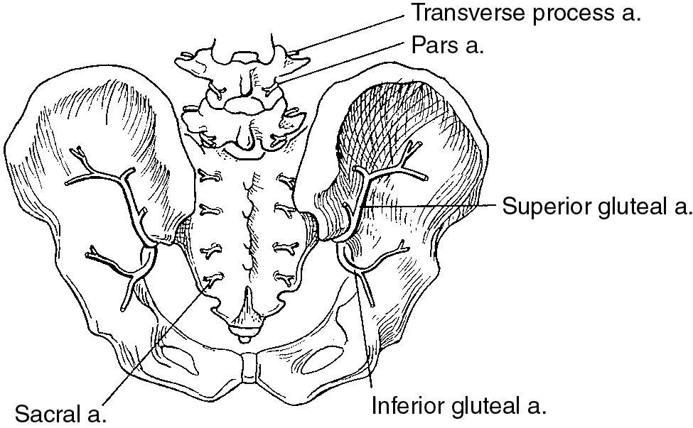 Fig. 27.3, Blood vessels encountered during posterior midline approach.