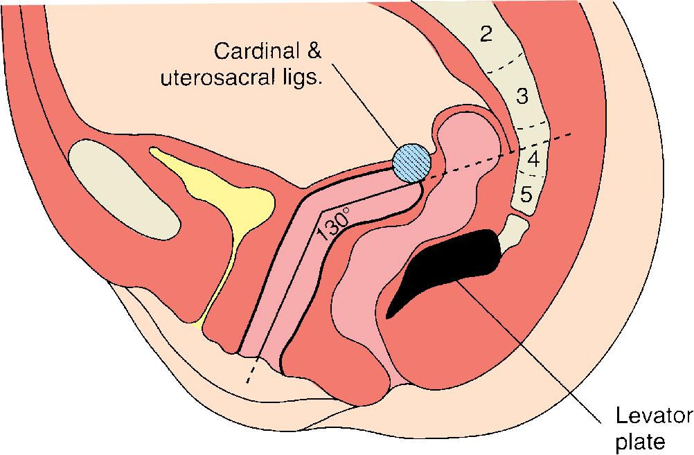 Fig. 21.1, Normal vaginal axis of nulliparous woman in the standing position. Note that the upper third of the vagina is nearly horizontal and is directed toward the S3 and S4 sacral vertebrae.