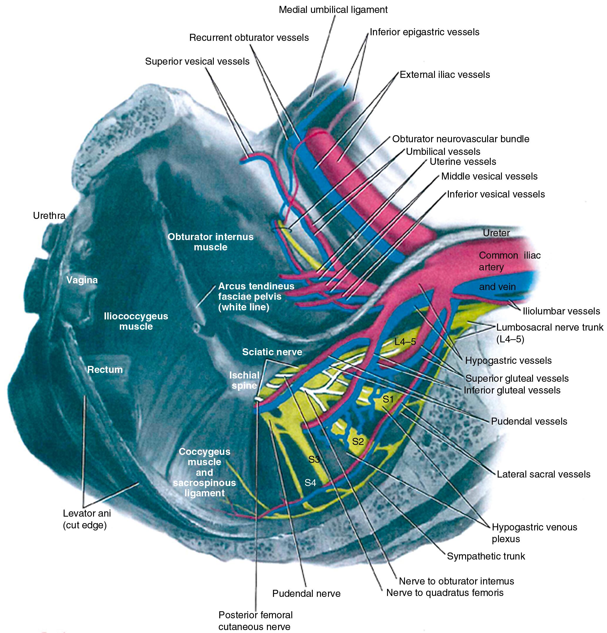 Fig. 21.5, Anatomy surrounding the coccygeus muscle–sacrospinous ligament complex.