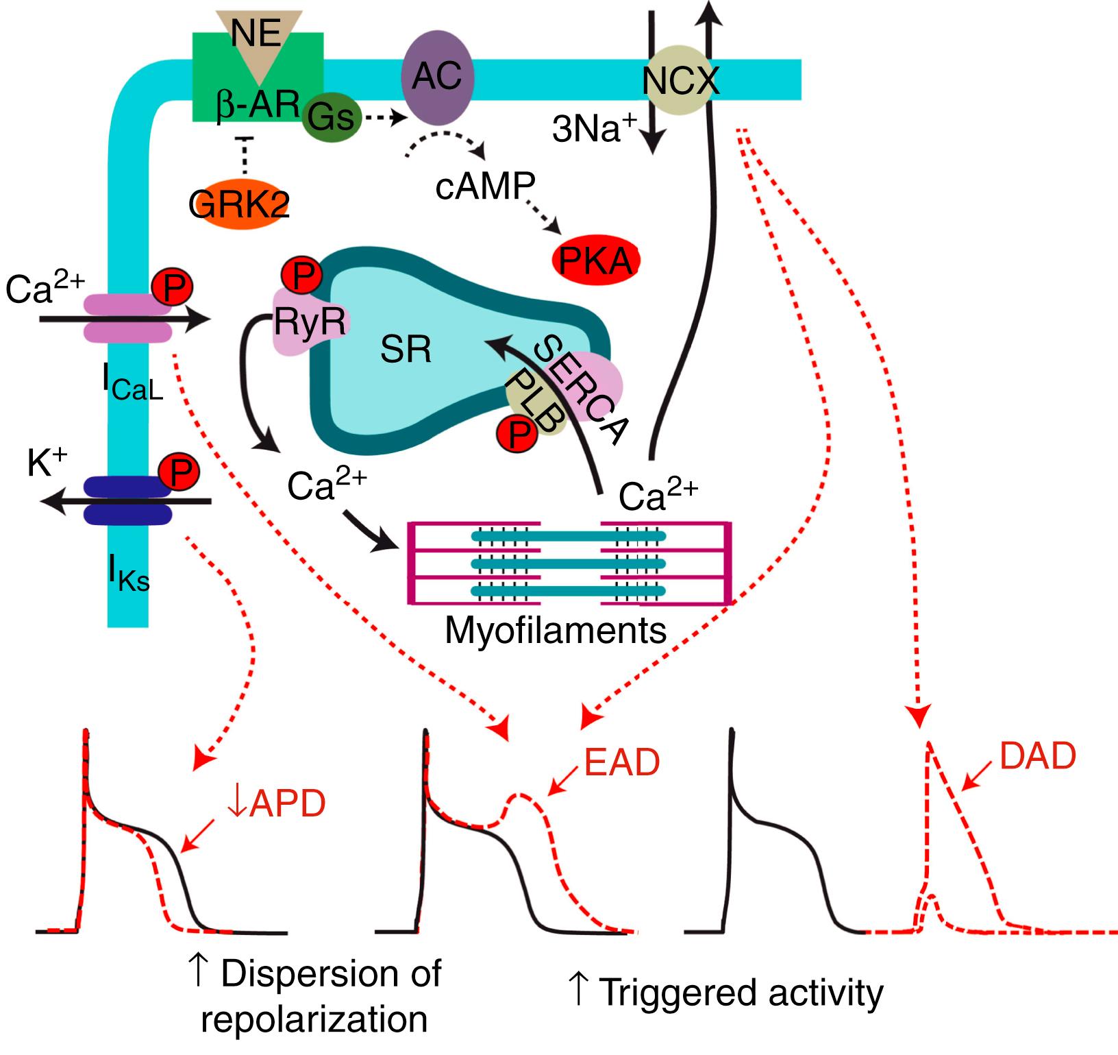 Fig. 41.2, Electrophysiologic responses of the myocyte to adrenergic stimulation.