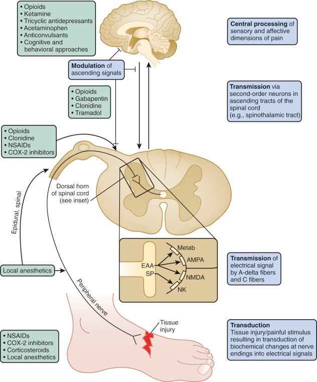 Figure 71-1, Anatomic illustration of a nociceptive pathway and corresponding analgesic action sites. Major elements of nociception are indicated in blue boxes . Analgesics are indicated in green boxes . Inset, Neurotransmission and neuromodulation in the dorsal horn of the spinal cord. Analgesics: COX-2, Cyclooxygenase-2; NSAIDs, nonsteroidal antiinflammatory drugs. Neurotransmitters: EAA, Excitatory amino acids; SP, substance P. Receptors: AMPA, Alpha-amino-3-hydroxy-5-methyl-4-isoxazolepropionic; Metab, metabotropic; NK, neurokinin; NMDA, N-methyl-d-aspartate.