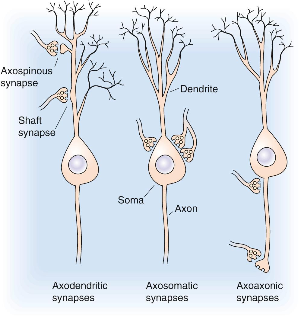 Figure 13-4, The most common synaptic arrangements in the CNS.