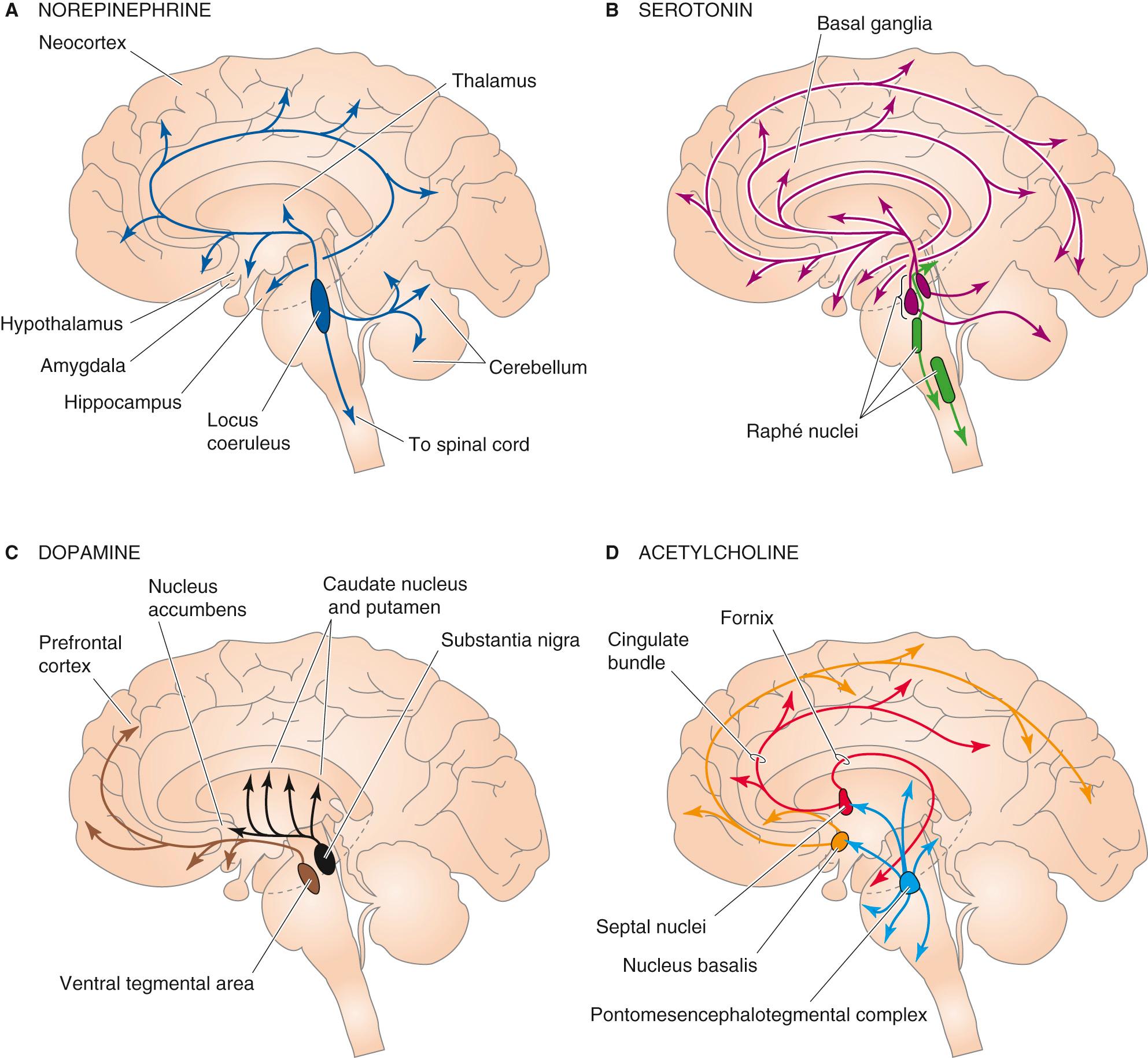 Figure 13-7, Four diffusely connected systems of central neurons using modulatory transmitters. A, Neurons containing norepinephrine are located in the locus coeruleus and innervate nearly every part of the CNS. B, Neurons containing serotonin are located in two groups of raphé nuclei and project to most of the brain. C, Neurons containing dopamine are located in the substantia nigra (and these project to the striatum) and the ventral tegmental area of the midbrain (and these project to the prefrontal cortex and parts of the limbic system). D, Neurons containing ACh are located in the basal forebrain complex, which includes the septal nuclei and nucleus basalis; the neurons project to the hippocampus and the neocortex. Other ACh-containing neurons originate in the pontomesencephalotegmental cholinergic complex and project to the dorsal thalamus and part of the forebrain.