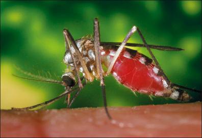 Figure 1-2, Ochlerotatus (Aedes) triseriatus mosquito feeding on a human hand.