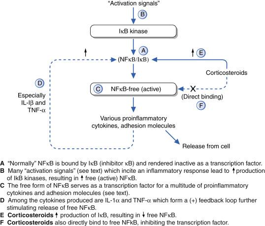 Fig. 13.2, Nuclear factor kappa B (NFκB) transcription factor and corticosteroids.