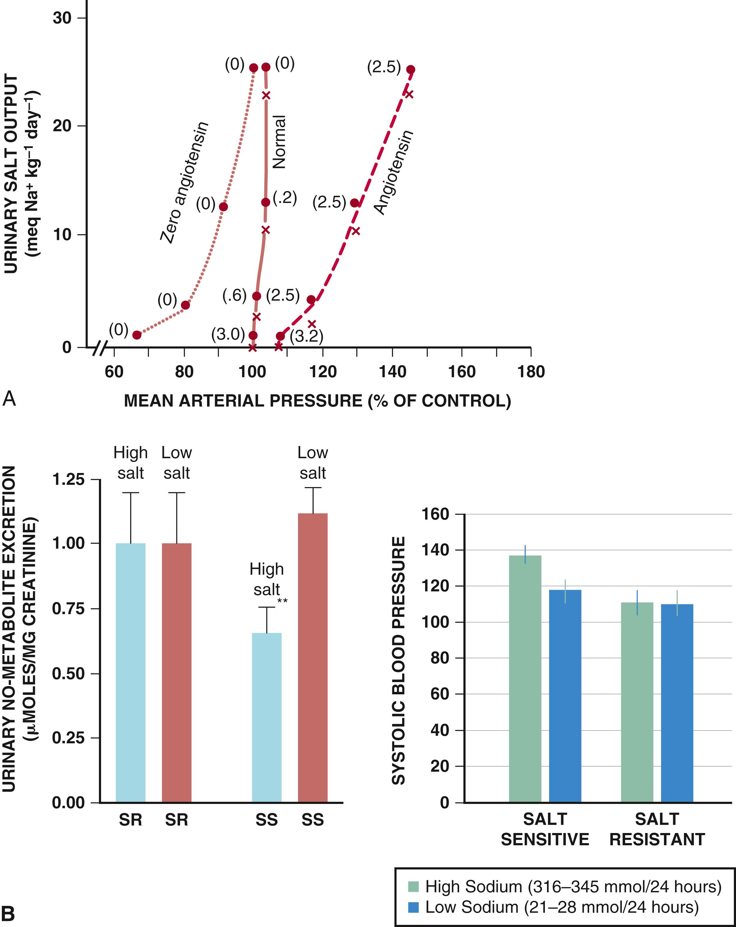 FIGURE 26.6, A, Relationship between volume and pressure, where small increases in blood pressure (BP) produce natriuresis that restores sodium balance and returns BP to normal. B, Evidence that nitric oxide (NO) blunts the myogenic response of arteriolar autoregulation, thus allowing increased blood flow to increase renal blood flow and interstitial pressure.