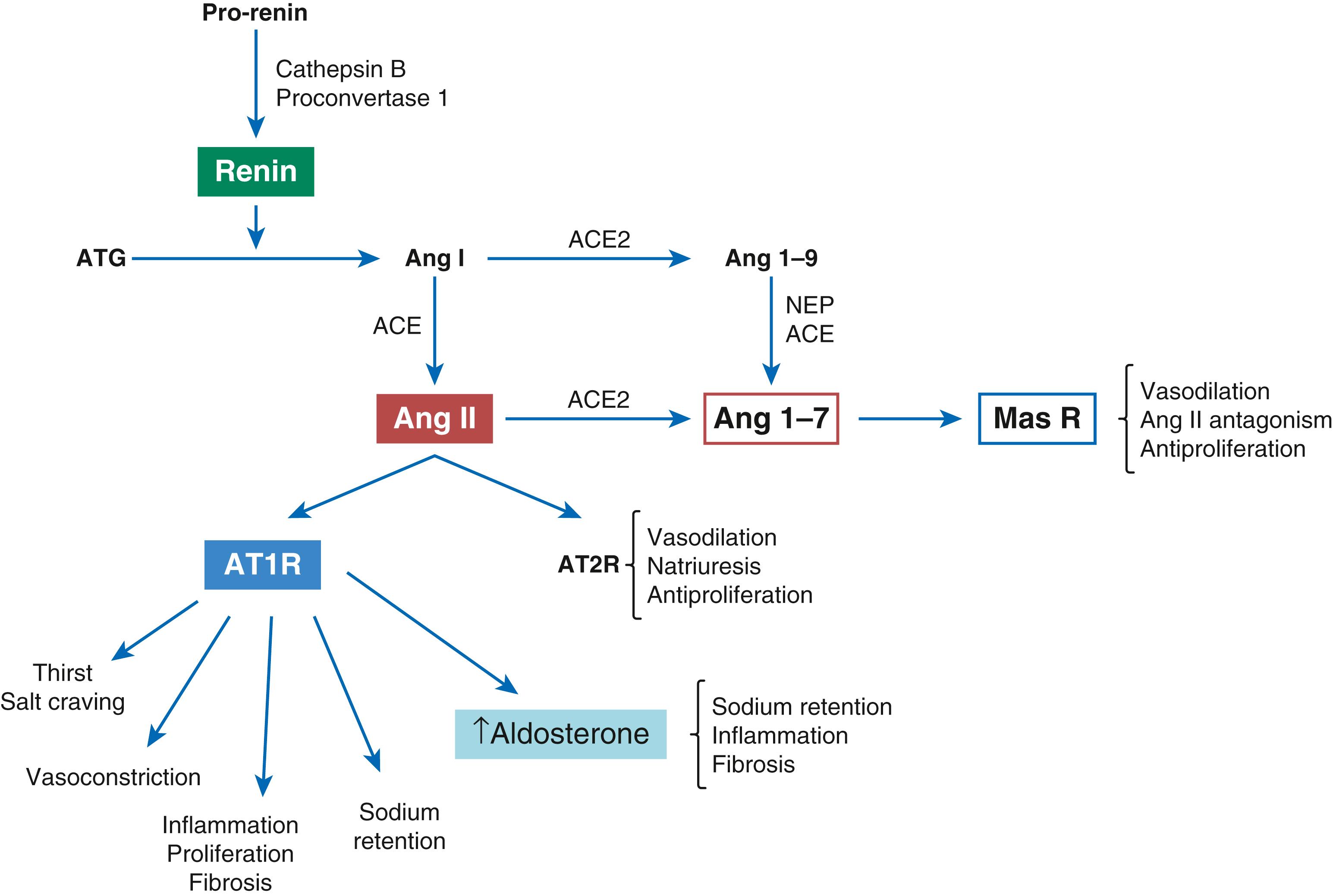 FIGURE 26.7, Factors involved in the renin-angiotensin-aldosterone system.