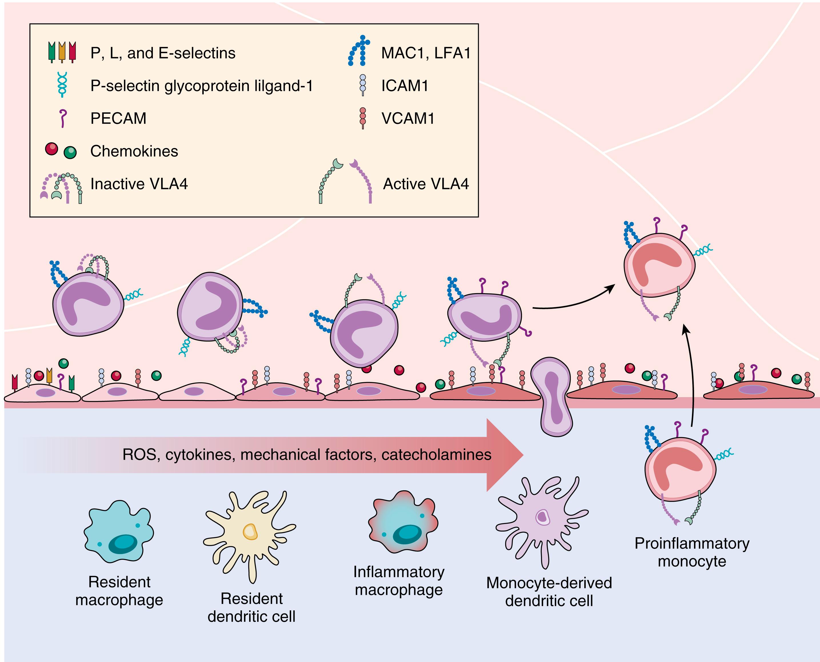 FIGURE 26.9, Overview of how the immune system modulates blood pressure levels through changes in the inflammatory response.