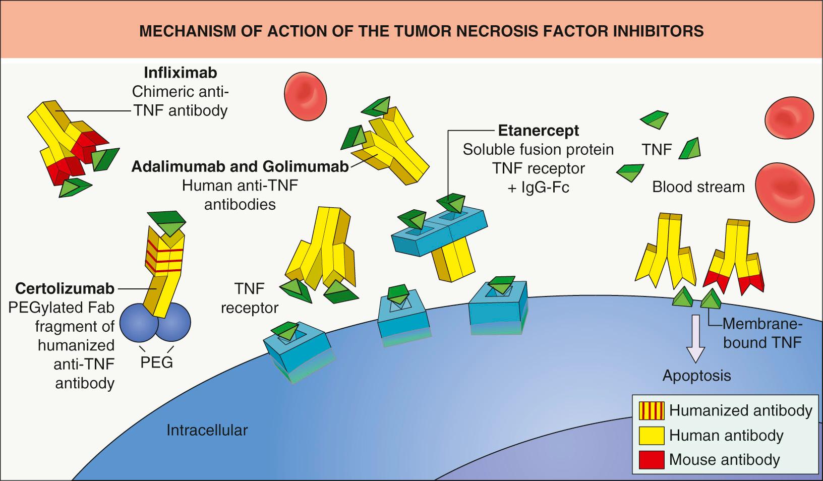 Fig. 128.4, Mechanism of action of the tumor necrosis factor (TNF) inhibitors.