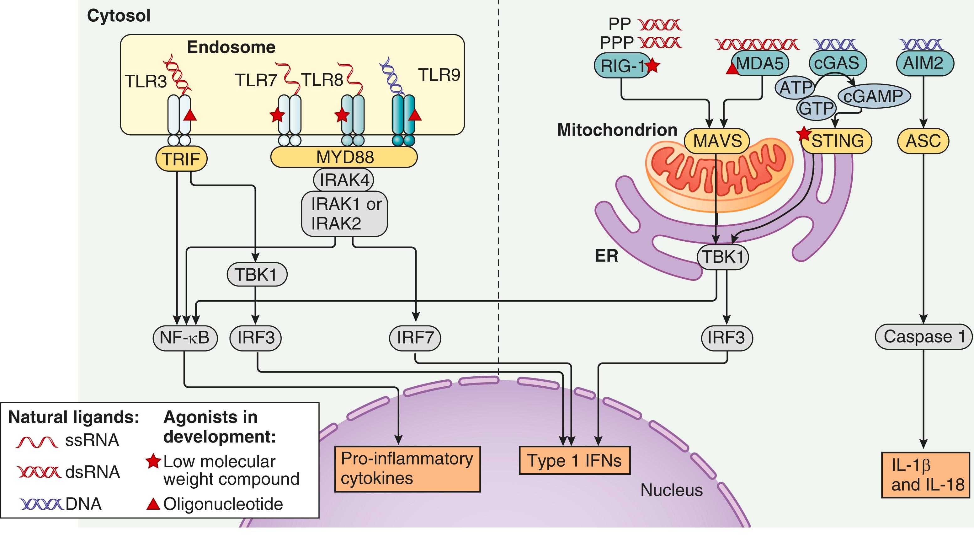 E-FIGURE 245-1, Model for induction of innate immune system activation in systemic lupus erythematosus. Both exogenous and endogenous stimuli can induce toll-like receptor (TLR) and cytosolic nucleic acid sensor activation and thereby result in new gene transcription. Among potential endogenous ligands are immune complexes containing DNA or RNA or matrix-derived components and cytosolic DNA or RNA. TLR ligands trigger the activation of intracellular adaptors, including TIR domain-containing adapter-inducing interferon-β (TRIF), TRIF-related adaptor molecule (TRAM), TIR domain-containing adapter protein (TIRAP), or myeloid differentiation primary response protein 88 (MyD88), and induce transcription of type I interferons or inflammatory cytokines. Cytosolic RNA activates RIG-I or MDA5, which signals through MAVS and TBK1. Cytosolic DNA activates cGAS, which signals through cGAMP, STING, and TBK1. Both pathways can induce type I interferon transcription. Type I interferons mediate diverse effects on immune system cells, including maturation of dendritic cells, increased immunoglobulin (Ig) class switching, and induction of cytokines that promote autoimmunity and inflammation, including B-lymphocyte stimulator (BLyS), interleukin-10 (IL-10), interferon-γ, and chemokines. AIM2 = absent in melanoma 2; ATP = adenosine triphosphate; cGAS = cyclic GMP-AMP synthase; ds = double-stranded; ER = endoplasmic reticulum; GTP = guanosine triphosphate; IFN = interferon; IRF = interferon regulatory factors; IRAK = interleukin-1 receptor-associated kinases; MDA5= melanoma differentiation-associated protein 5; NF-ΚB = nuclear factor-kappaB; RIG1 = retinoic acid-inducible gene 1; ss = single-stranded; STING = stimulator of interferon genes.