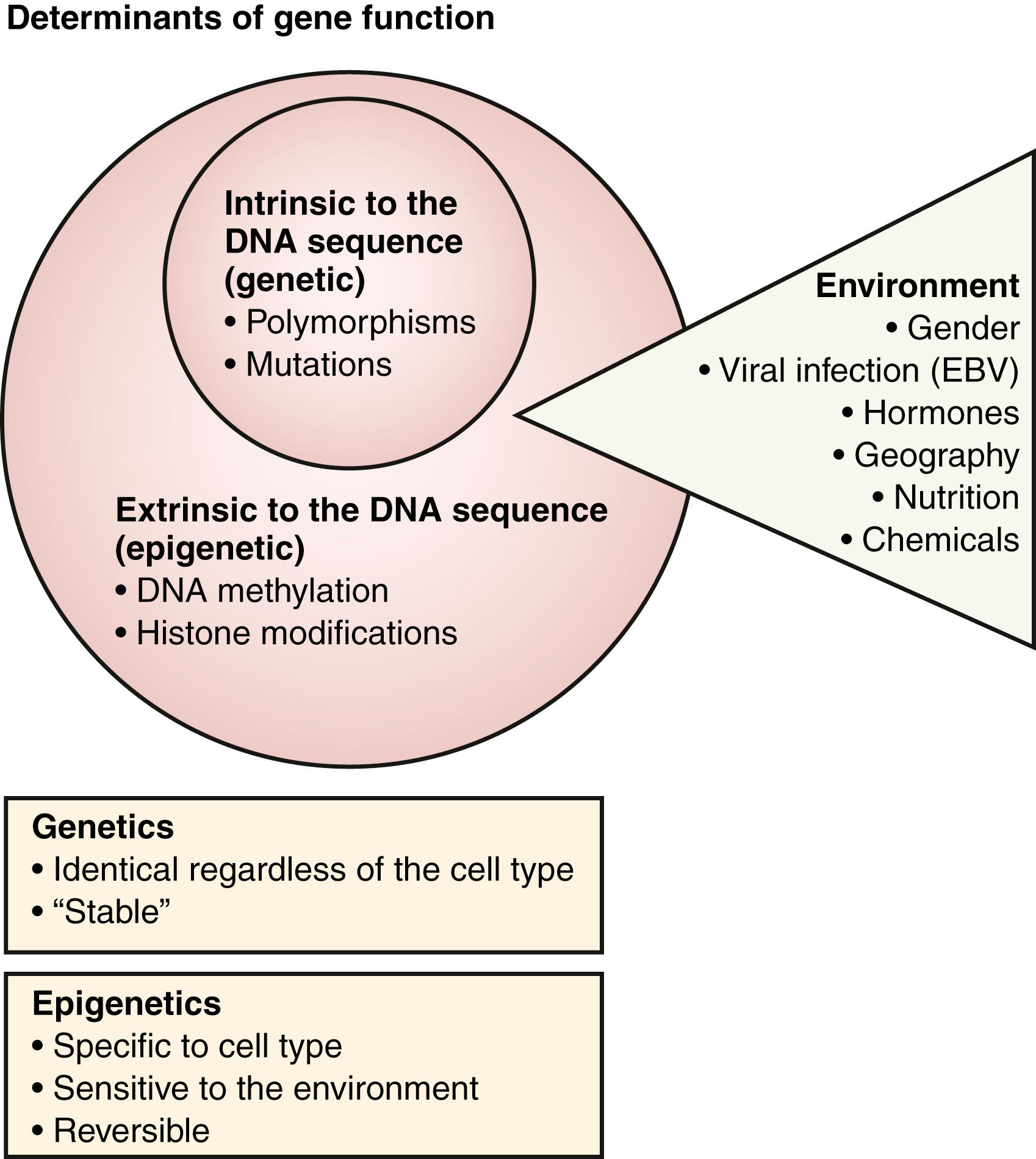 Fig. 23.1, Determinants of gene function. Genetic and epigenetic components determine gene function in health and disease. DNA sequence changes (including polymorphisms and mutations) can be considered intrinsic to the DNA sequence, whereas DNA methylation and histone modification, that is, the major epigenetic modifications, are extrinsic to the DNA sequence. Epigenetic modifications are far more sensitive to environmental stimuli than the sequence of DNA. EBV, Epstein–Barr virus.