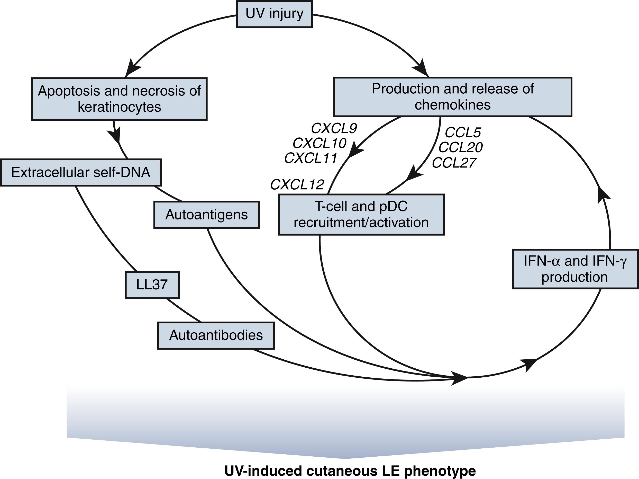 Fig. 23.2, Amplification cycle demonstrating UV-injury, apoptosis, necrosis, and chemokine production. Mediation of recruitment and activation of autoimmune T cells and interferon (INF)-α producing plasmacytoid dendritic cells (pDCs). Release of more effector cytokines amplifying chemokine production and leukocyte recruitment leading to the development of cutaneous lupus erythematosus (LE) lesions.